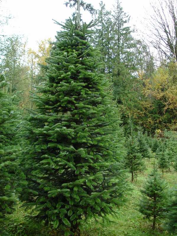most popular-real-christmas-trees-varieties nordman fir tree