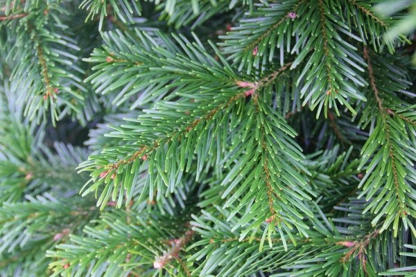 most popular -real-christmas-trees-varieties nordman fir foliage