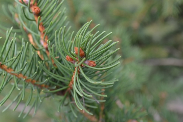 most-popular-real-christmas-trees-varieties norway spruce foliage needles