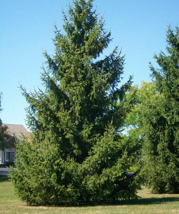 most-popular-real-christmas-trees-varieties norway spruce 