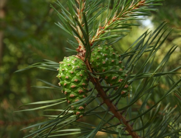 most-popular-real-christmas-trees-varieties scotch pine foliage