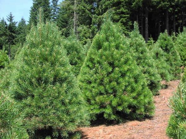 most-popular-real-christmas-trees-varieties-scotch pine
