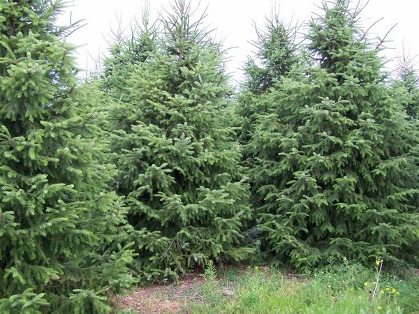 most-popularreal-christmas-trees-varieties-serbian-spruce