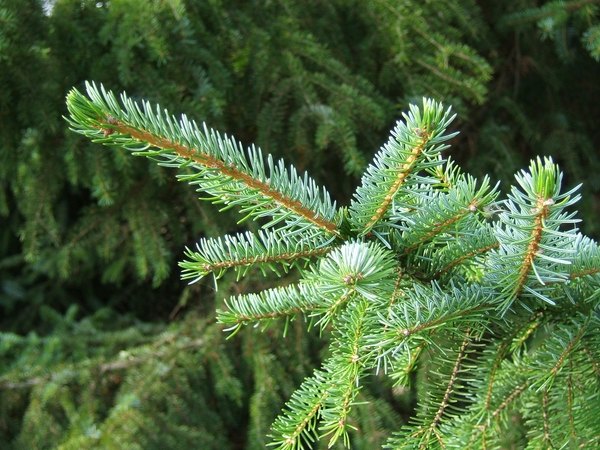 most-popular-real-christmas-trees-varieties-serbian spruce needles