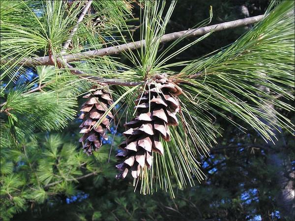 most-popular-real-christmas-trees-varieties white pine cones