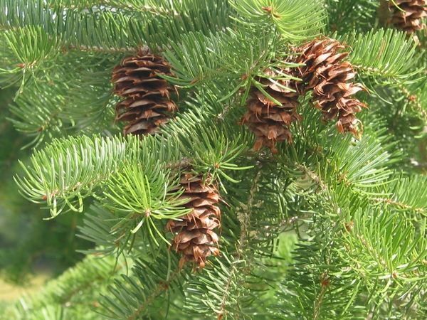 most-popular -real-christmas-trees-varieties douglas fir needles 