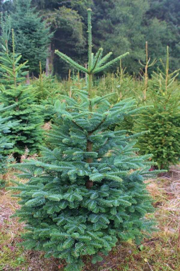most popular-real-christmas-trees-varieties-noble-fir 