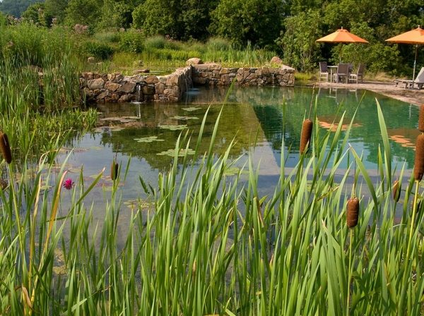 swimming pond natural pool decorating ideas