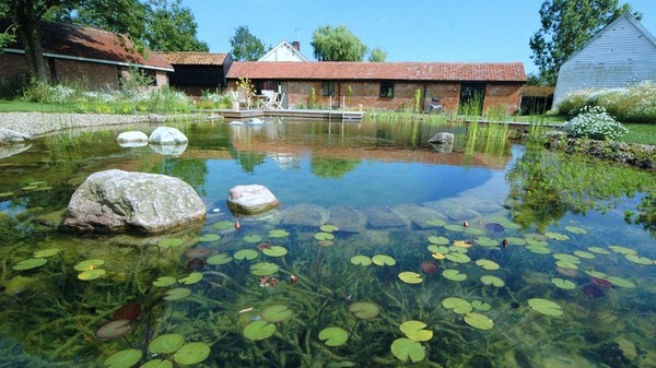 natural swimming pond plants for natural swimming pool 