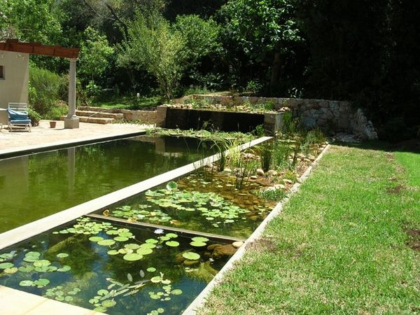  pool ideas water lilies