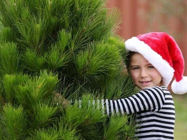 real-christmas-trees-vs-artificial-christmas-tree pros and cons 