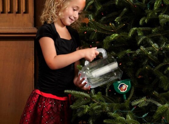 real-christmas-tree-watering-christmas-tree-care-tips-real-christmas-trees-care
