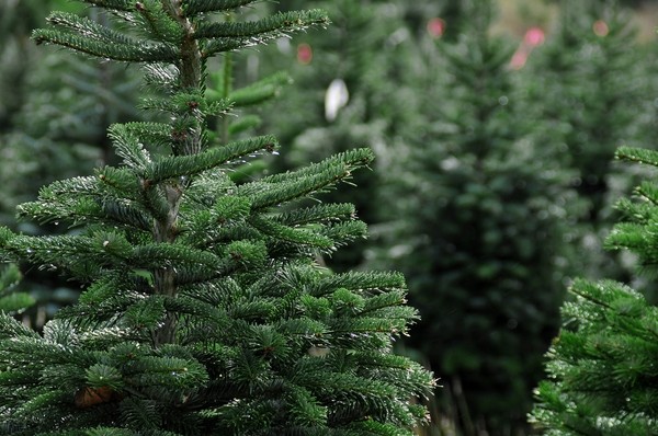Real Christmas trees – how to choose the perfect tree for the holiday