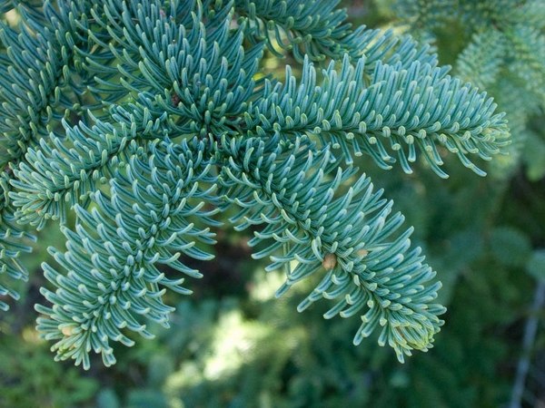 real-christmas-trees-varieties-Abies procera noble fir