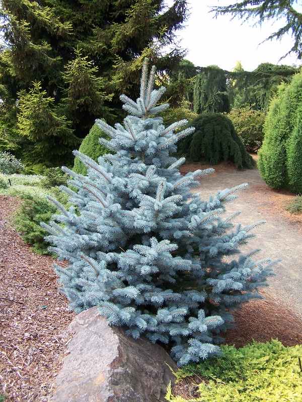real-christmas-trees-varieties-blue-spruce shape 