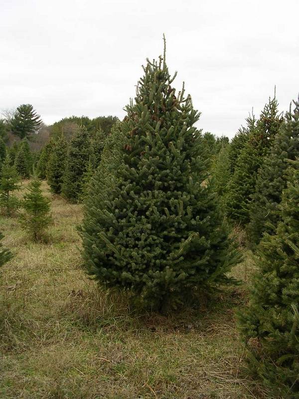 real-christmas-trees-varieties-white-spruce 