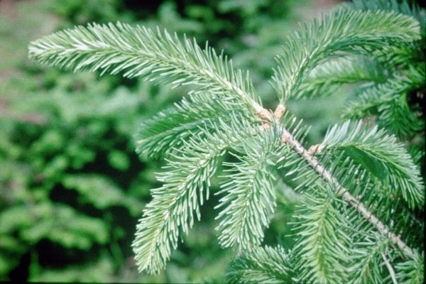 real-christmas-trees-varieties-balsam fir needles