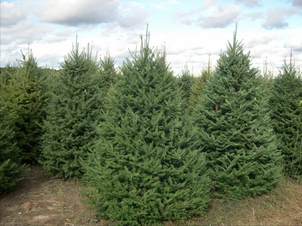 real-christmas-trees-varieties-balsam fir shape