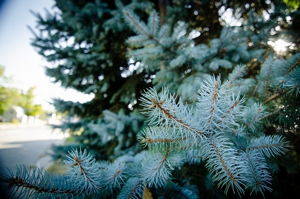 real-christmas-trees-varieties-blue-spruce-tree