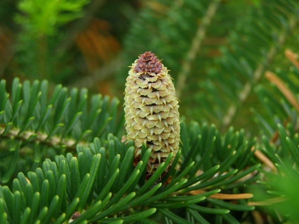 real-christmas-trees-varieties-fraser fir needles cone