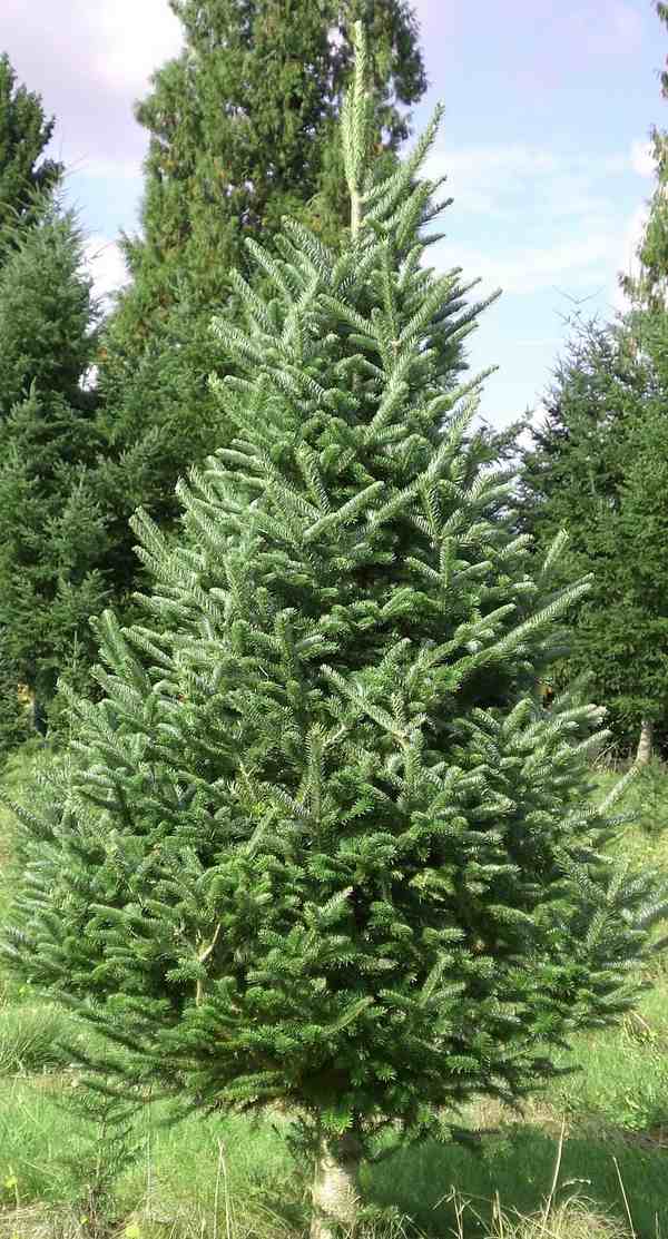 real-christmas-trees-varieties-fraser-fir-christmas-tree