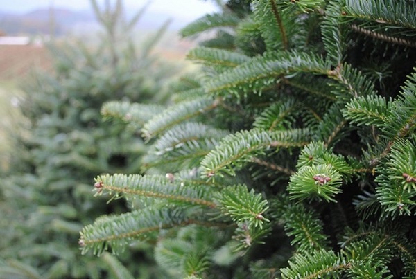 real-christmas-trees-varieties how to choose real-christmas-tree-tips