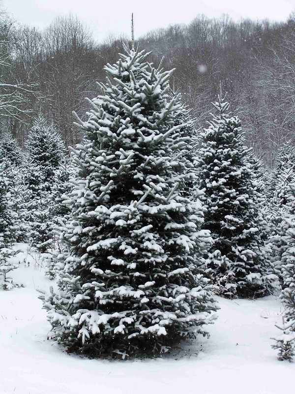 real-christmas-trees-varieties how to keep real-christmas-tree 