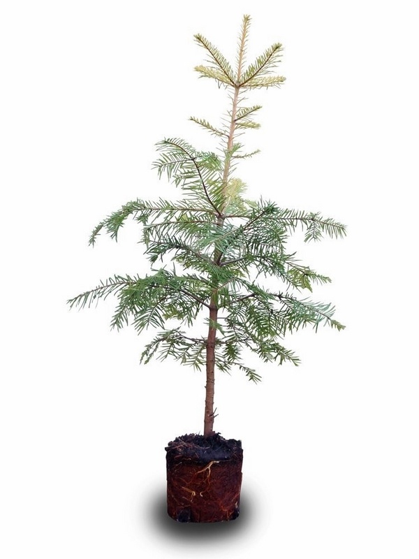 tabletop grand fir care tips