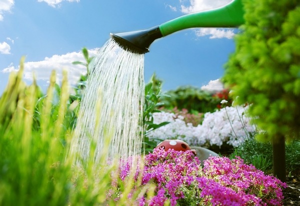 tree and shrub care garden ideas weed control tips