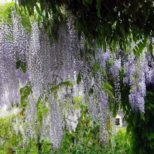 beautiful white wisteria garden decor ideas wisteria types