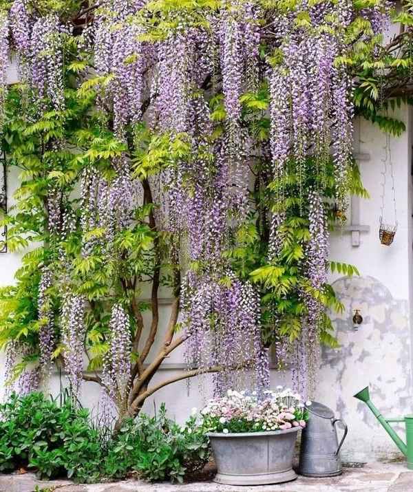 beautiful wisteria climbing plants garden wall 