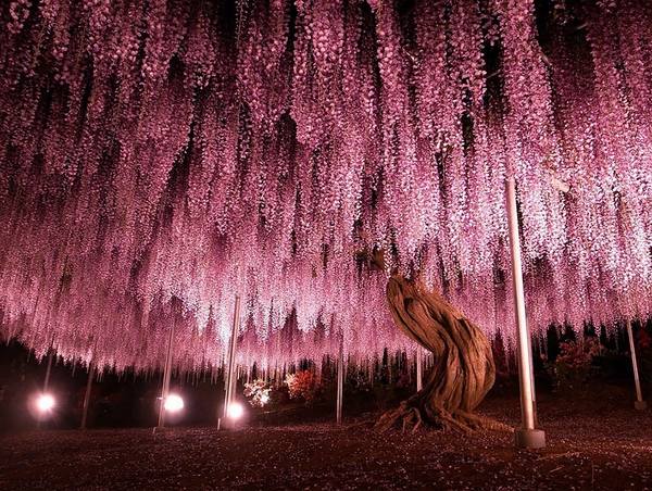 oldest wisteria tree ashikaga japan wisteria species choosing best wisteria vines