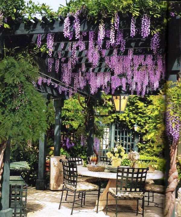 purple wisteria backyard decorating ideas patio privacy ideas 