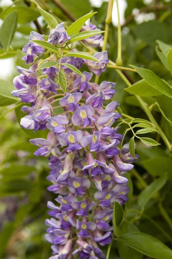 purple wisteria vine how to grow wisteria beginners tips