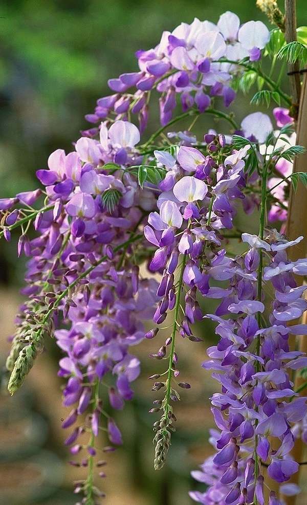 Wisteria vine for the patio landscape a magnificent