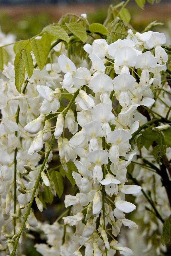 white wisteria vine garden landscape privacy plants ideas