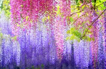 wisteria-species-wisteria-colors-how-to-grow-wisteria-garden-landscape-ideas