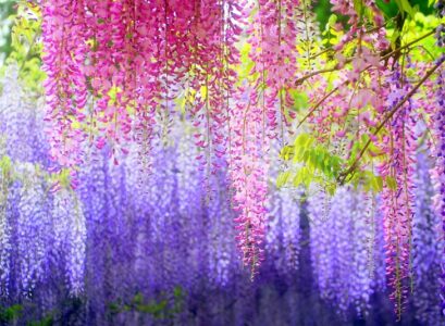 wisteria-species-wisteria-colors-how-to-grow-wisteria-garden-landscape-ideas