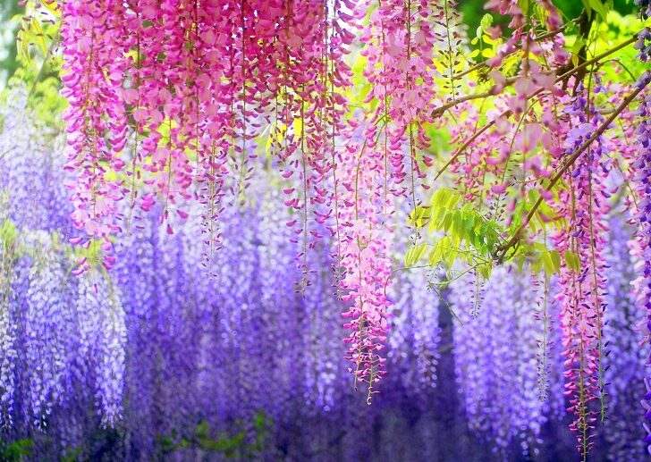 wisteria-species-wisteria-colors-how-to-grow-wisteria-garden-landscape-ideas