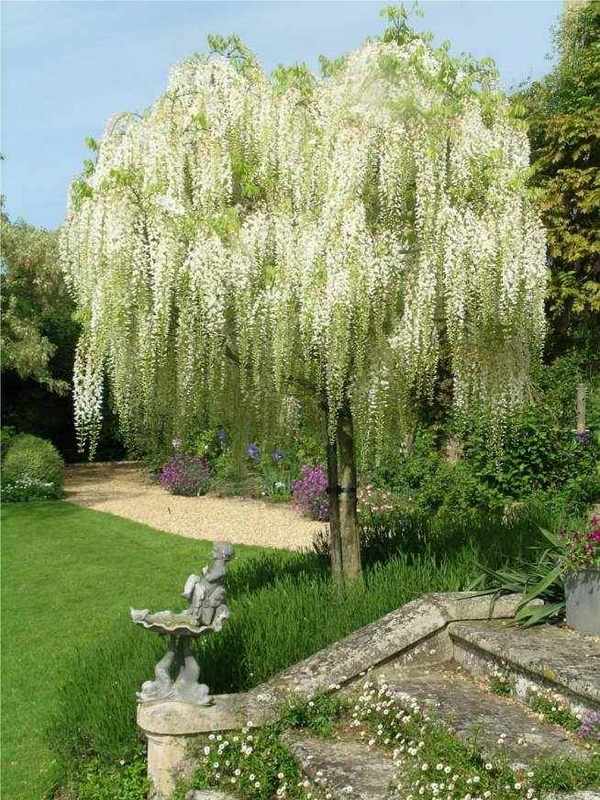 wisteria tree wisteria types how to choose wisteria garden decor
