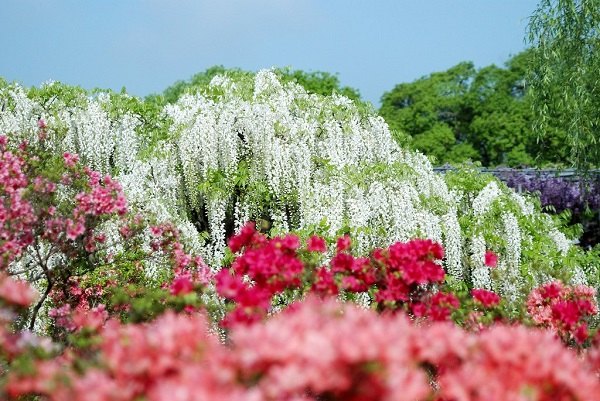 wisteria waterfall garden landscape ideas growing wisteria tips