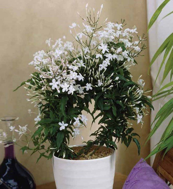 Arabian Jasmine indoors flowering plants 