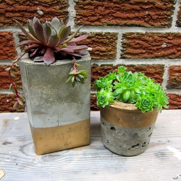 concrete flower pots succulents easy to grow indoor plants
