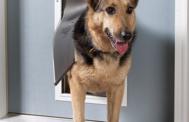 dog-doors-types-how-to-measure-dog-door-how-to-choose-dog-door