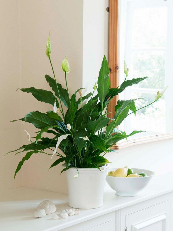 Peace Lily adorable indoor plants