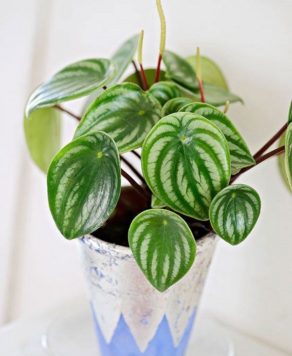 Peperomia which plants are suitable to grow indoors