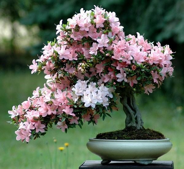 Rhododendrons bonsai trees ideas