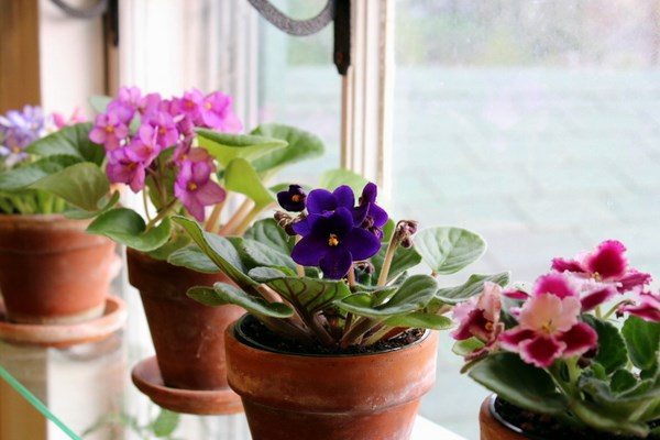 african violet varieties small indoor garden