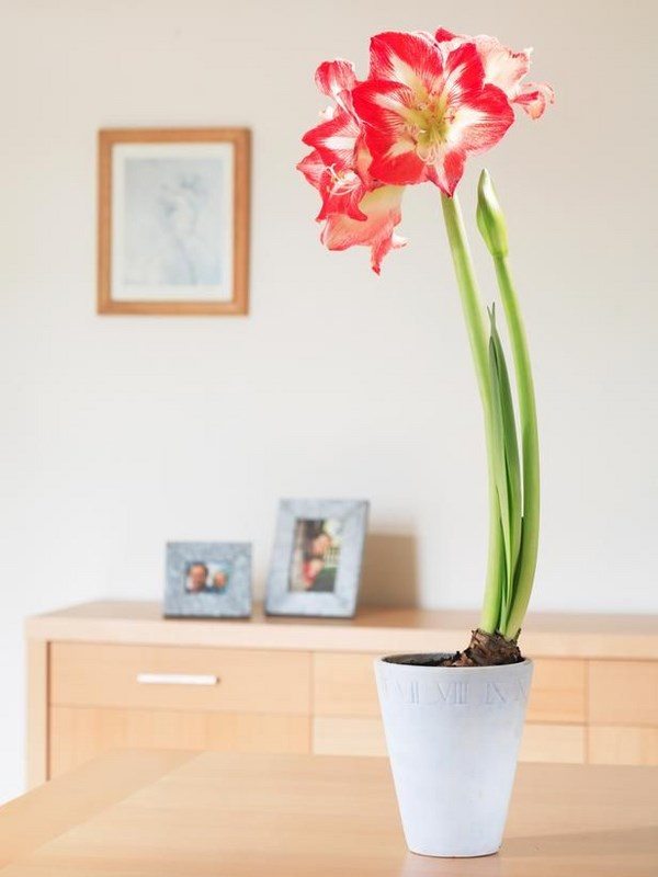 easy flowers to grow indoors amaryllis belladonna indoor flowering plants