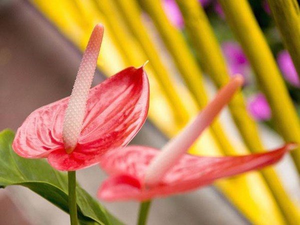 flowering plants anthurium indoor plants ideas 